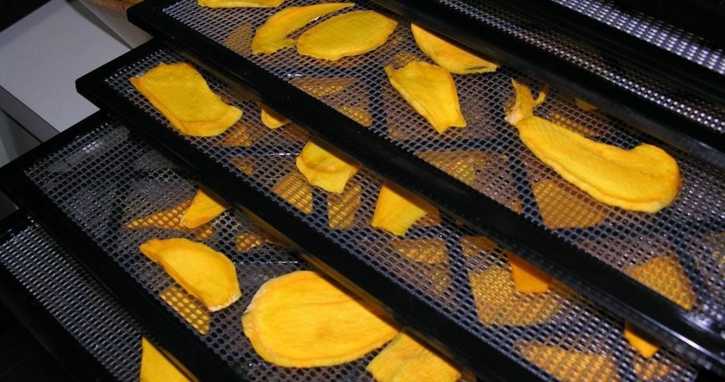 Drying out raw mangoes in oven.